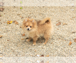 Small #8 Pomeranian