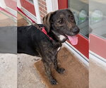 Small #4 Catahoula Leopard Dog-Labrador Retriever Mix