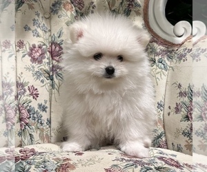 Pomeranian Puppy for sale in LINDENHURST, NY, USA