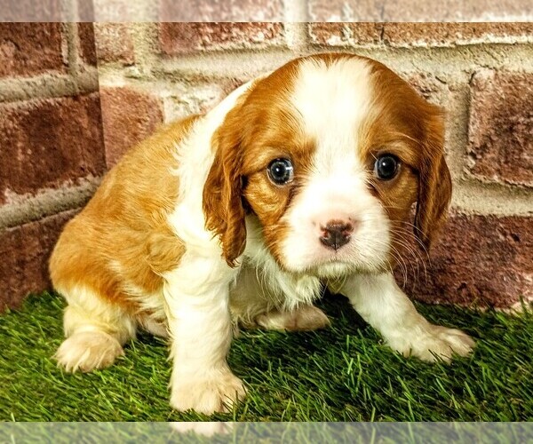 Medium Photo #2 Cavalier King Charles Spaniel Puppy For Sale in MOBERLY, MO, USA