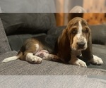 Puppy Cotton Basset Hound