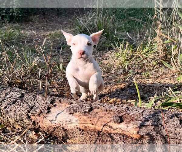 Medium Photo #2 Mutt Puppy For Sale in  Gainesville, FL, USA