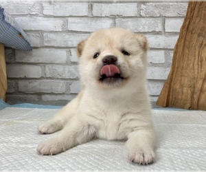 Shiba Inu Puppy for sale in EMPIRE STATE, NY, USA