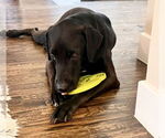 Small #2 Chocolate Labrador retriever-Labrador Retriever Mix
