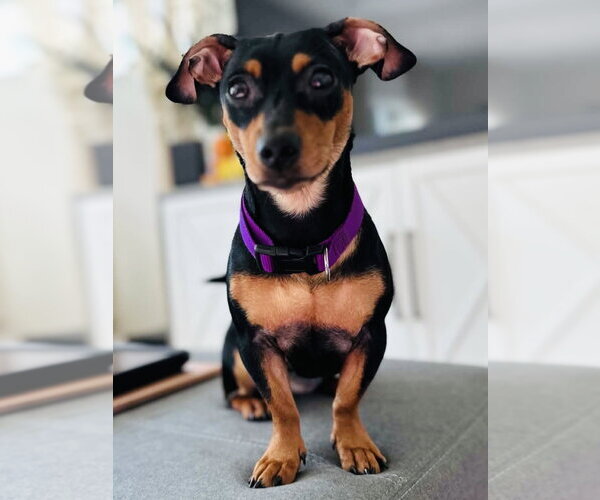 Medium Photo #2 Dachshund-Unknown Mix Puppy For Sale in Greenville, SC, USA