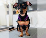 Small Photo #2 Dachshund-Unknown Mix Puppy For Sale in Greenville, SC, USA