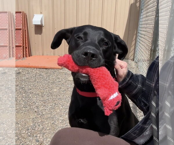 Medium Photo #3 Labrador Retriever-Unknown Mix Puppy For Sale in Bemidji, MN, USA