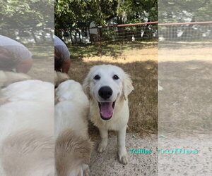 Truffles - Male Great Pyrenees Dog for Adoption - Photo #3