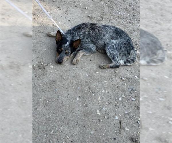 Medium Photo #1 Catahoula Leopard Dog-Unknown Mix Puppy For Sale in Houston, TX, USA