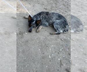 Catahoula Leopard Dog-Unknown Mix Dogs for adoption in Houston, TX, USA