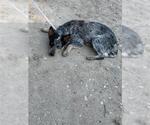 Small Catahoula Leopard Dog Mix