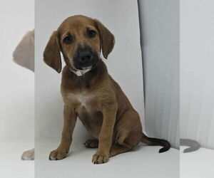Medium Labrador Retriever-Plott Hound Mix
