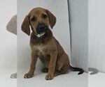 Small Labrador Retriever-Plott Hound Mix