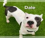 Small American Pit Bull Terrier Mix