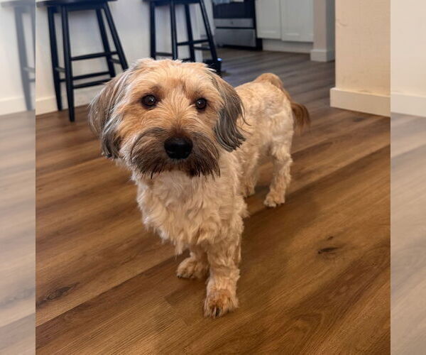 Medium Photo #2 Havanese-Unknown Mix Puppy For Sale in Canton, CT, USA