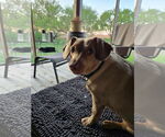 Small #4 Dachshund Mix