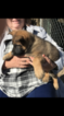 Small Photo #11 German Shepherd Dog Puppy For Sale in GLADE SPRING, VA, USA