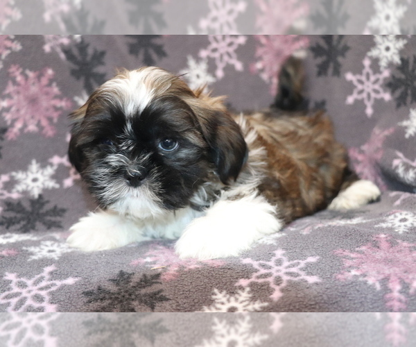 Medium Photo #2 Shih Tzu Puppy For Sale in SHILOH, OH, USA