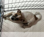 Small #2 Labrador Retriever Mix