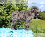 Small Photo #6 Aussiedoodle Puppy For Sale in UNION CITY, TN, USA