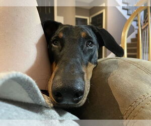 Doberman Pinscher Dogs for adoption in Minneaoplis, MN, USA