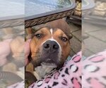 Small #10 American Pit Bull Terrier Mix