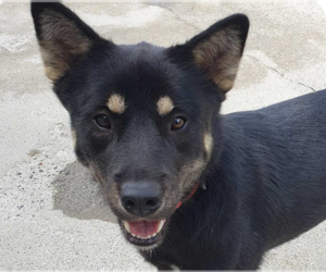 Mutt Dogs for adoption in San Ramon, CA, USA