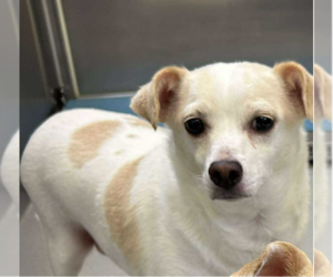 Mutt Dogs for adoption in Cranston, RI, USA