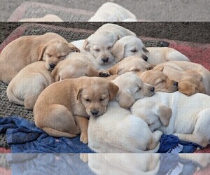 Labrador Retriever Puppy for sale in SHELTON, WA, USA