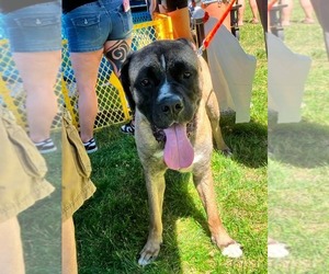 Enzo - Male Mastiff-Unknown Mix Dog for Adoption - Photo #14