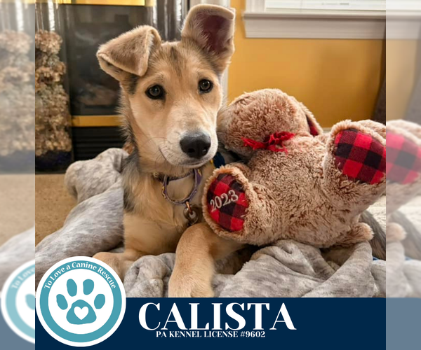 Medium Photo #1 Mutt Puppy For Sale in Kimberton, PA, USA