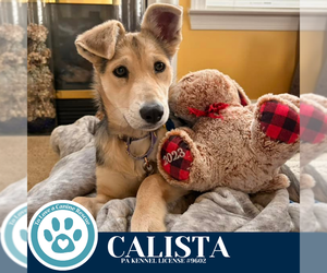 Mutt Dogs for adoption in Kimberton, PA, USA