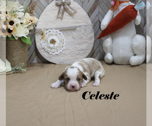 Medium Photo #5 Cavalier King Charles Spaniel Puppy For Sale in CHANUTE, KS, USA