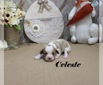 Small #4 Cavalier King Charles Spaniel