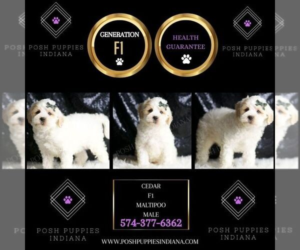 Medium Photo #6 Maltipoo Puppy For Sale in WARSAW, IN, USA