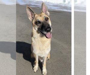 Stevie - Male German Shepherd Dog-Unknown Mix Dog for Adoption - Photo #9