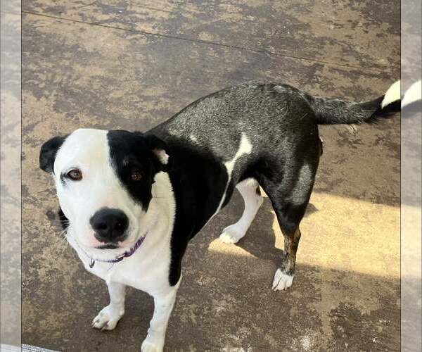 Medium Photo #5 Mutt Puppy For Sale in Shillington, PA, USA