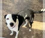 Small #4 Mutt