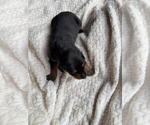 Medium Doberman Pinscher