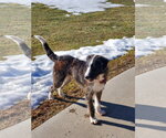 Small #3 Mutt