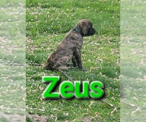 Medium Photo #4 Mastiff Puppy For Sale in FOLEY, MO, USA