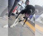 Small Mastiff Mix
