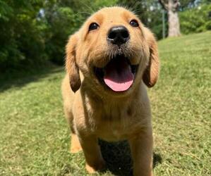 Labrador Retriever Litter for sale in WILDWOOD, GA, USA