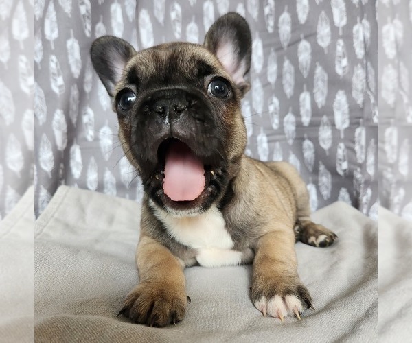 Medium Photo #4 French Bulldog Puppy For Sale in MORGANTOWN, PA, USA