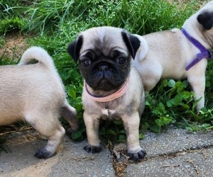 Pug Puppy for sale in KNOXVILLE, TN, USA