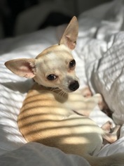 Father of the Chihuahua puppies born on 12/03/2018