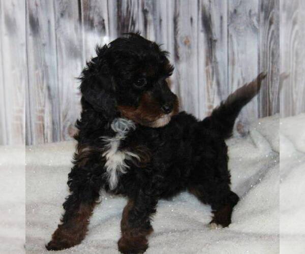 Medium Photo #1 Bernedoodle-Poodle (Miniature) Mix Puppy For Sale in STANLEY, WI, USA