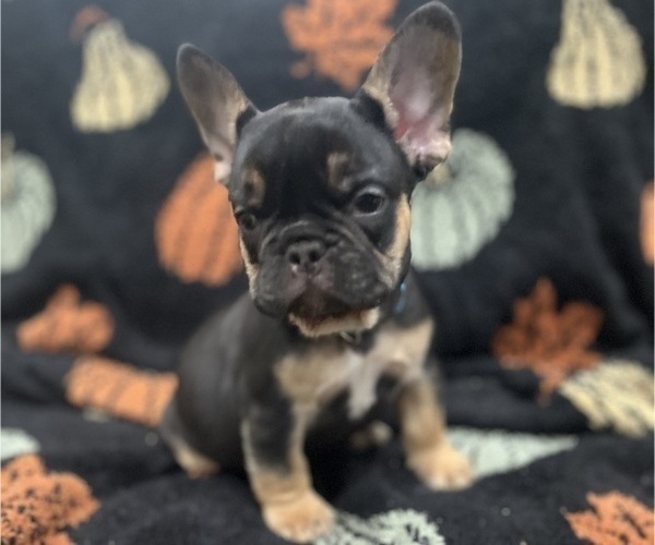 Medium Photo #3 French Bulldog Puppy For Sale in UPPER MARLBORO, MD, USA