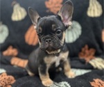 Small Photo #17 French Bulldog Puppy For Sale in UPPER MARLBORO, MD, USA