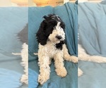 Puppy Glinda Australian Labradoodle